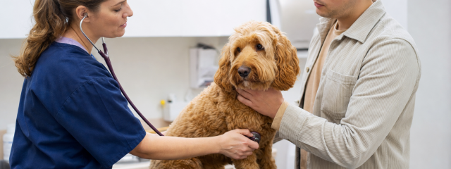 New Pet Owner Checklist for Anerley Residents