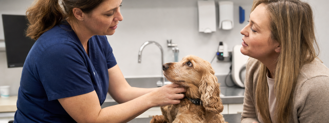 What Does RCVS Accreditation Mean for Pet Owners?