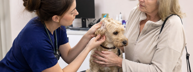 How Local Charities Help Animals in South East London