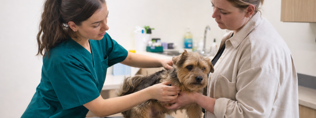 How to Protect Your Dog from Ticks in Crystal Palace Park