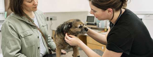 Pet Safety Tips for Busy Roads in South East London