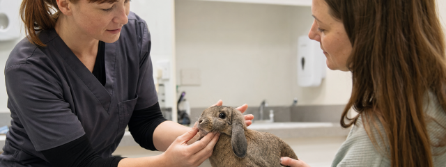 Rabbit Care Advice for South London Owners