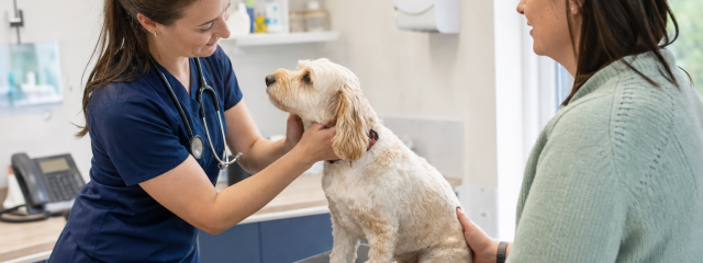 Exploring Current Vet Offers in Penge