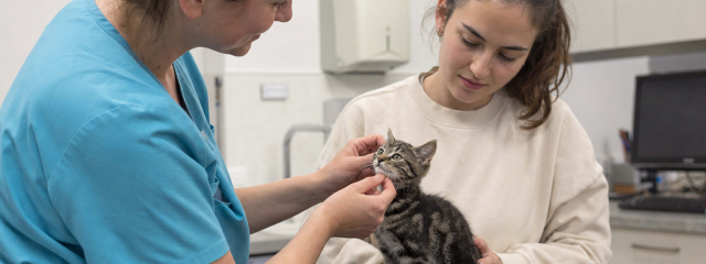 Kitten Care Essentials for Penge Residents