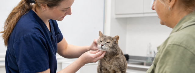 Senior Cat Care in Anerley