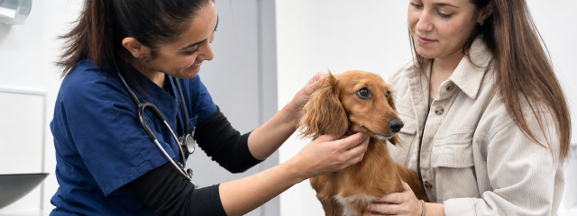 How to Keep Your Pet Healthy in Crystal Palace