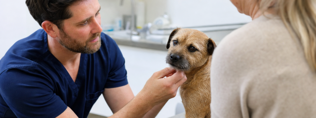 Choosing the Right Vet in Penge