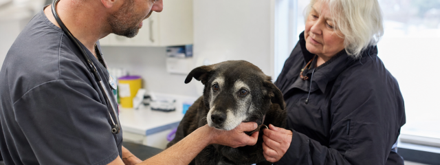 Senior Dog Care in Penge