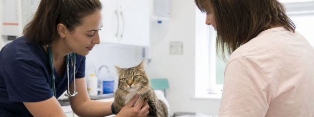 Why Regular Vet Visits Save Money