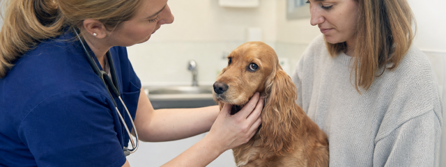 Why Preventative Healthcare Matters for Pets in SE20