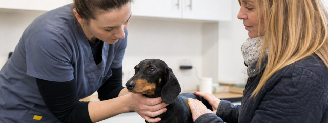 Moving to Penge with a Pet: A Local Guide