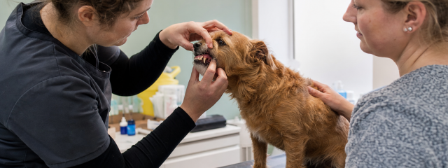Dental Care for Pets in Crystal Palace