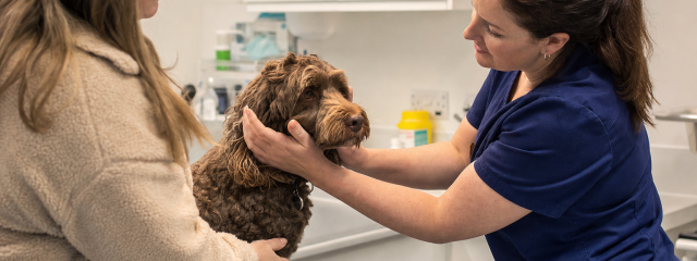 Hospitalisation for Pets: What Owners Need to Know