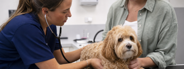 Common Pet Health Problems in South East London
