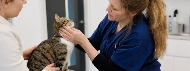 Keeping Cats Safe in Penge Homes