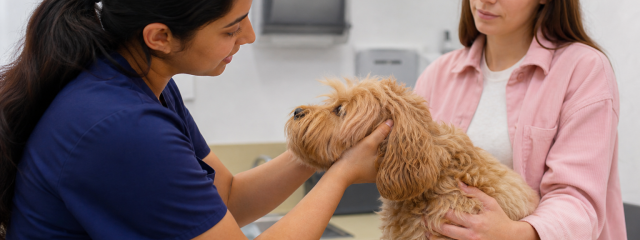 How Much Does a Vet Cost in Penge?