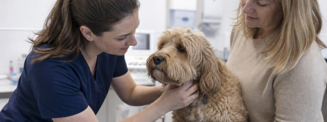 How 0% Finance Can Help with Unexpected Vet Bills
