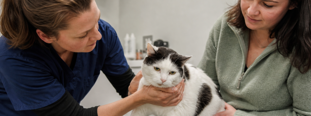 Cat VIP Plan Benefits for Crystal Palace Cat Owners