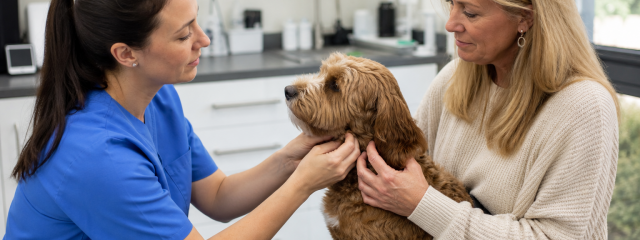 Dog Behaviour Tips for Crystal Palace Owners