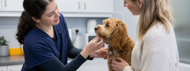 Dog VIP Plan Benefits for Penge Owners