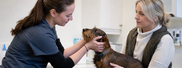 Pet Insurance Explained for Penge Owners