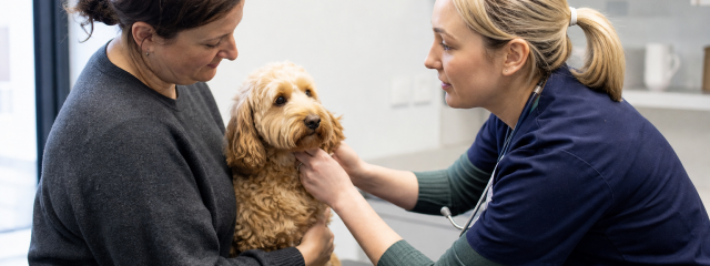 The Role of Preventative Care in Pet Longevity