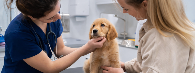 Puppy Care Guide for New Owners in Anerley