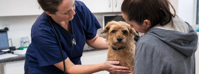 What to Do If Your Pet Gets Sick in Penge