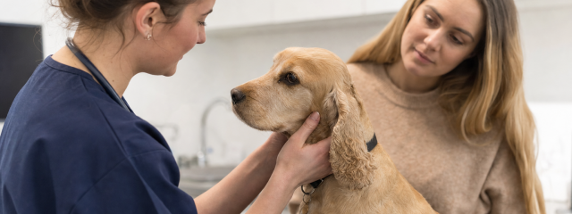 Pet-Friendly Days Out Around Crystal Palace