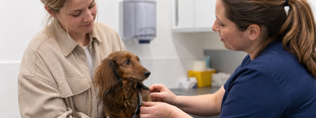 Pet Travel Tips for South London Pet Owners